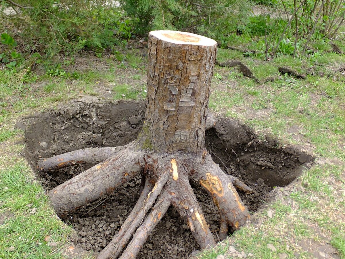 Как избавиться от поросли деревьев на участке: причины появления, лучшие методы