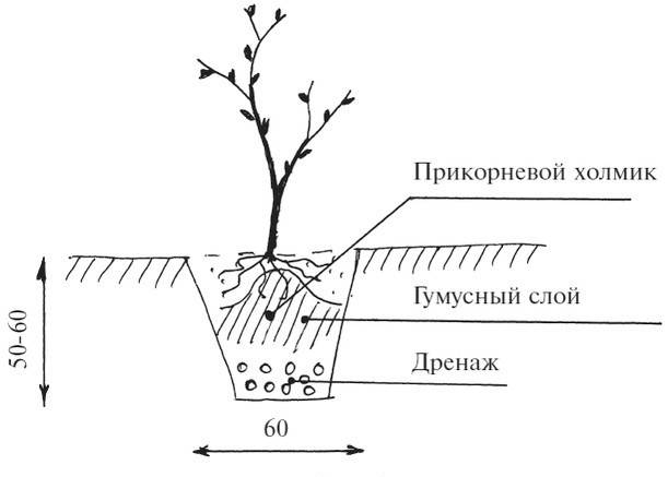 Посадка малины: как правильно посадить летом, схема и пошаговая инструкция, выбор почвы