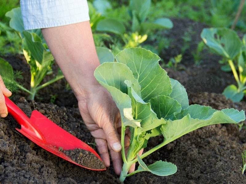 Чем подкормить рассаду капусты для роста. схема подкормок