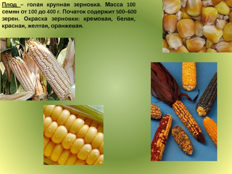 Как называется плод кукурузы