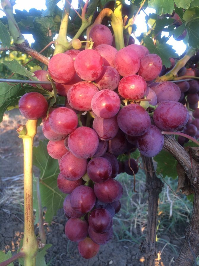 Виноград кардинал: топ советы по выращиванию + описание сорта