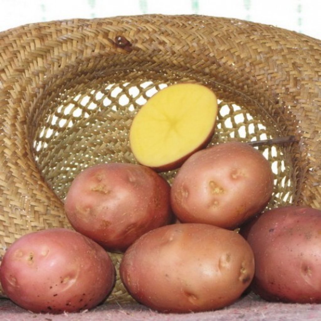Картофель сорта беллароза: описание, фото, история создания, общая характеристика, преимущества и недостатки, а также все этапы выращивания и правила ухода