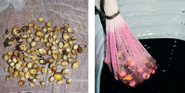 Размножение гладиолусов: делением клубнелуковиц, семенами