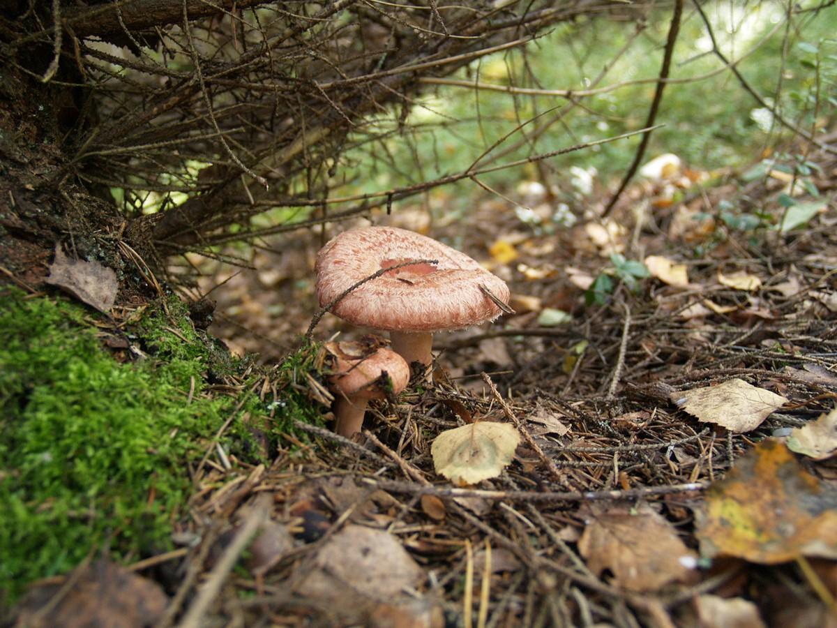 Какие грибы растут в волгоградской области