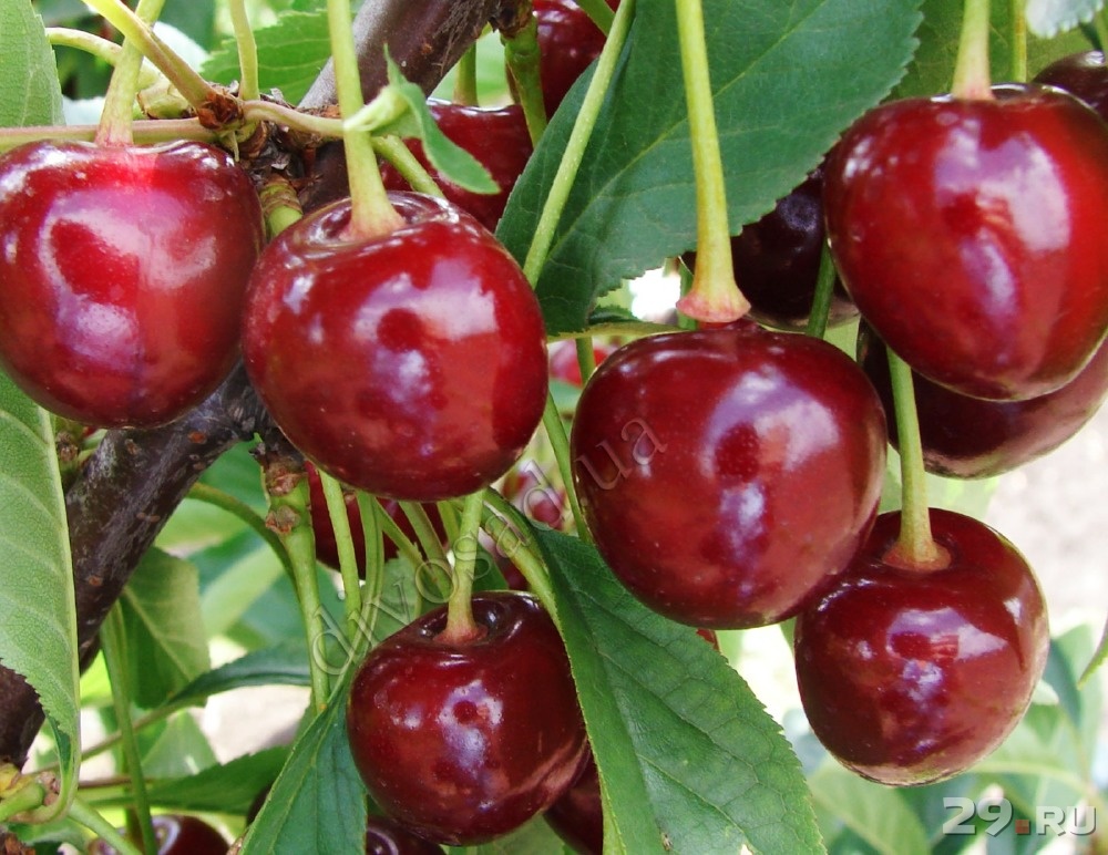 Описание сорта магалебской вишни антипка, выращивание из семян и советы по уходу