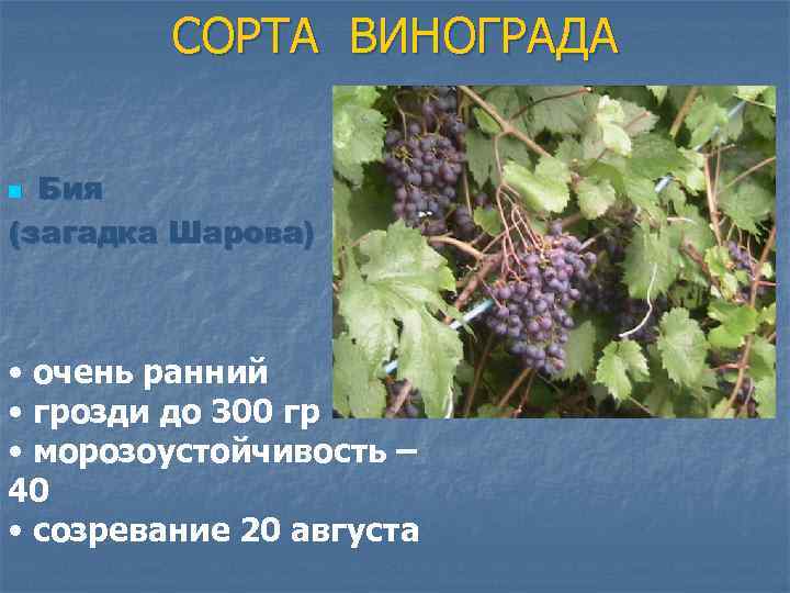 Виноград загадка шарова — описание сорта