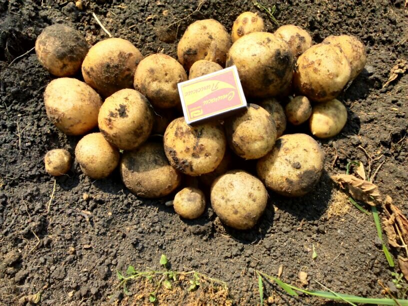 Описание и характеристика картофеля розара с фото, отзывы
