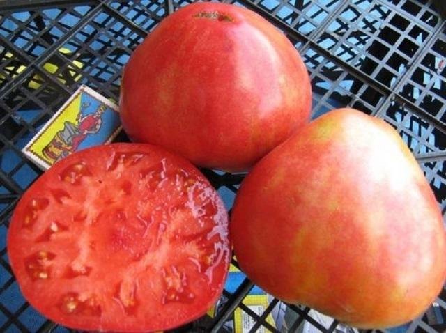 Томат алсу: описание сорта, отзывы, фото, характеристика | tomatland.ru