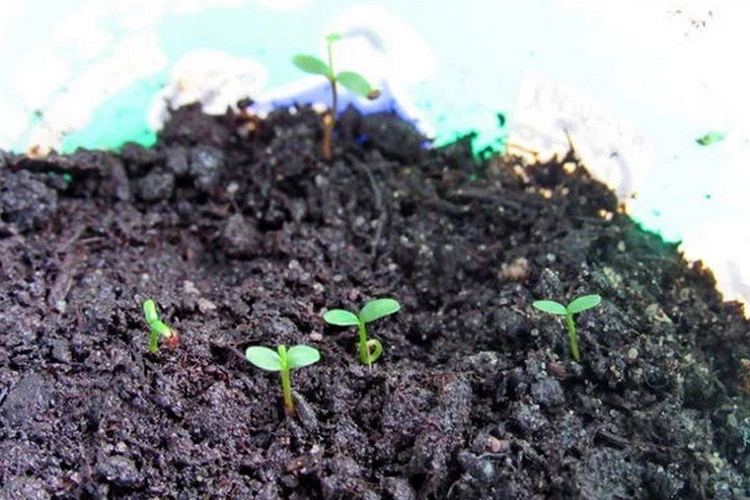 Выращивание черники из семян в домашних условиях | фото, описание, видеообзор, цены, магазины