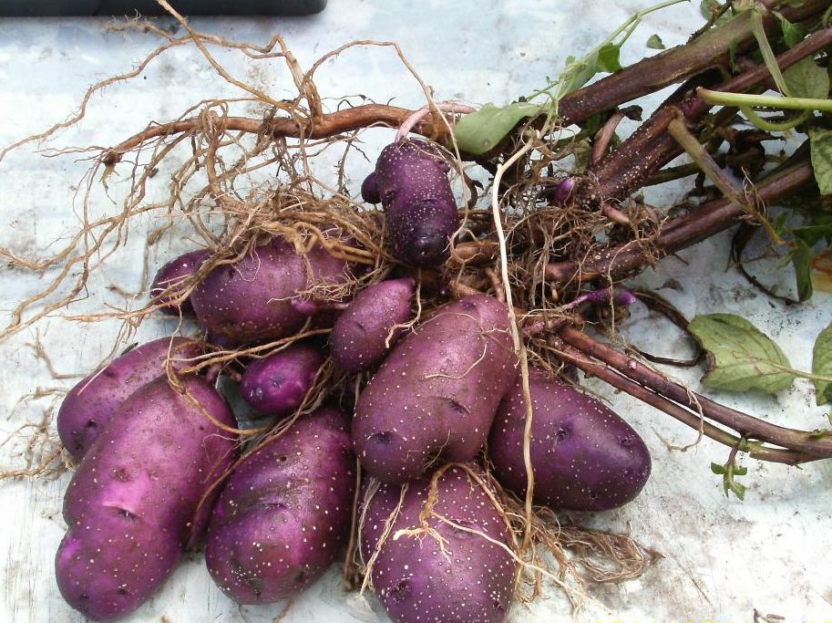 Описание сортов фиолетовой картошки, ее полезные свойства