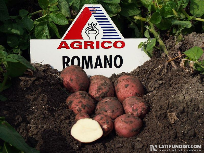 Описание и характеристики картофеля рокко. выращивание сорта и уход