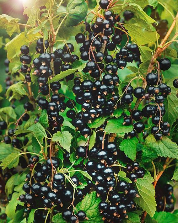 Черная смородина добрыня: описание сорта, фото урожая и отзывы садоводов, посадка и уход