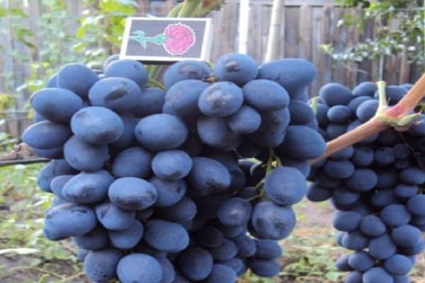 Описание и характеристики сорта винограда коринка русская, преимущества и недостатки, выращивание