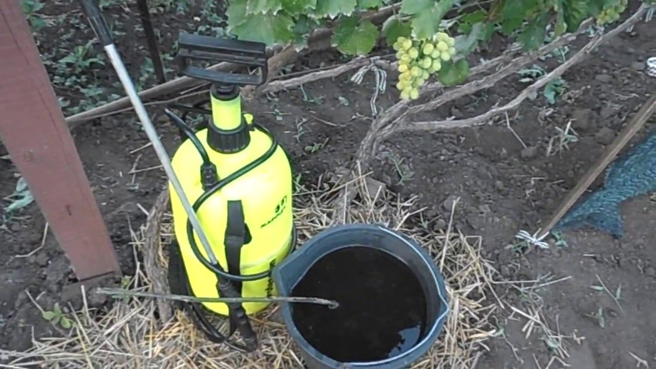 Подкормка винограда удобрениями: когда и что вносить