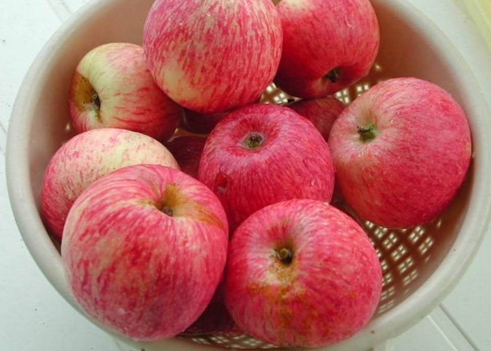 Сорт яблони боровинка: описание, фото