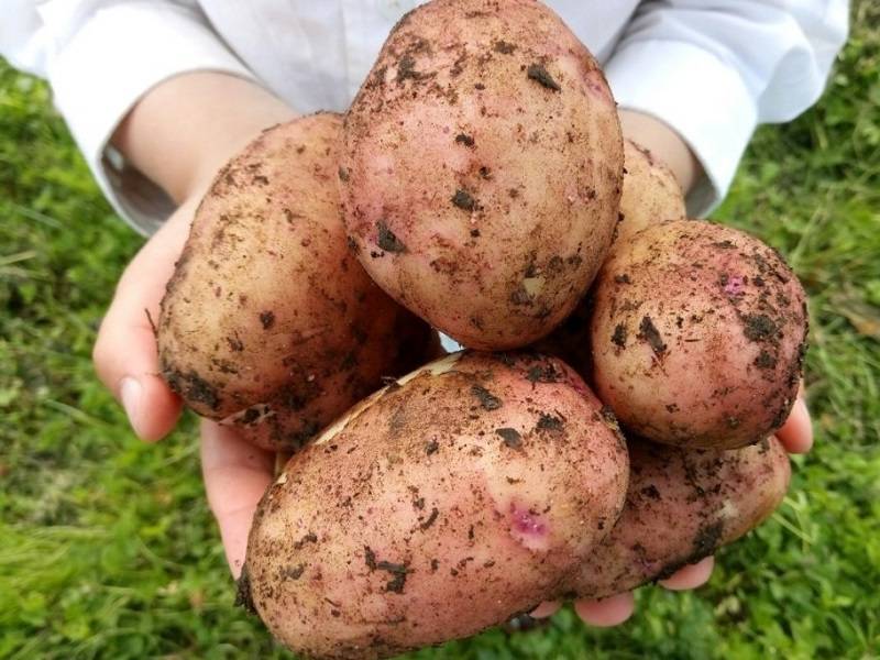 Картофель уладар описание сорта и особенности выращивания