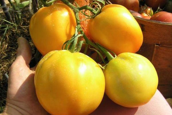 Томат "илья муромец": описание и характеристики сорта вкуснейших помидор русский фермер