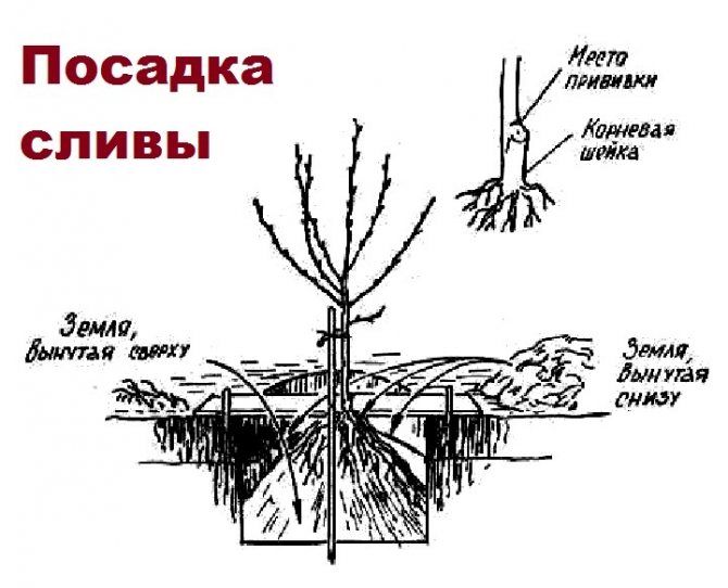 Посадка груши весной в ленинградской области: сорта для выращивания