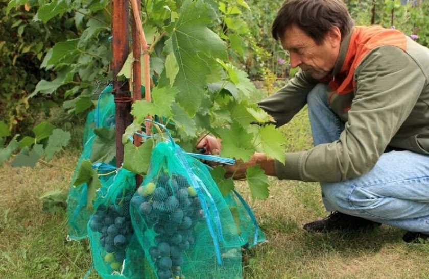 Как защитить виноград от ос во время его созревания