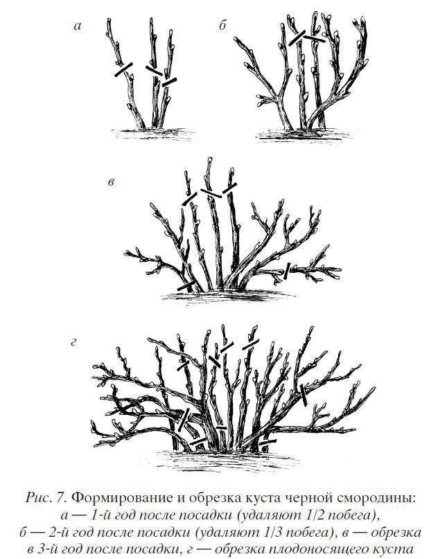 Основные способы размножения барбариса: семенами, корневой порослью, отводками, делением куста и черенками