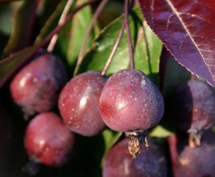 Яблоня пурпурная: роялти и алтайская, правильные посадка и уход, описание с фото