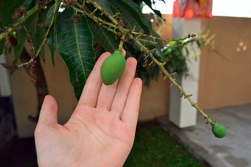 Как правильно выбрать манго, посадить его и вырастить из косточки в домашних условиях - новости на kp.ua