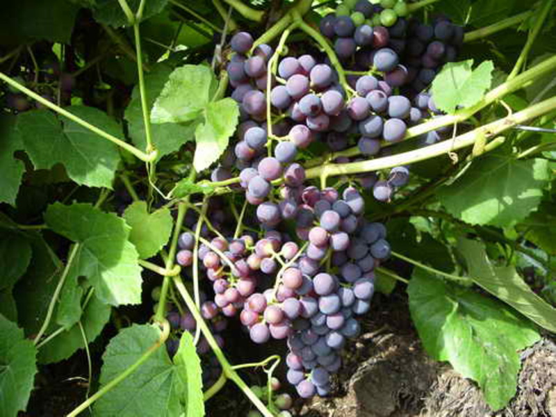 Агротехника винограда