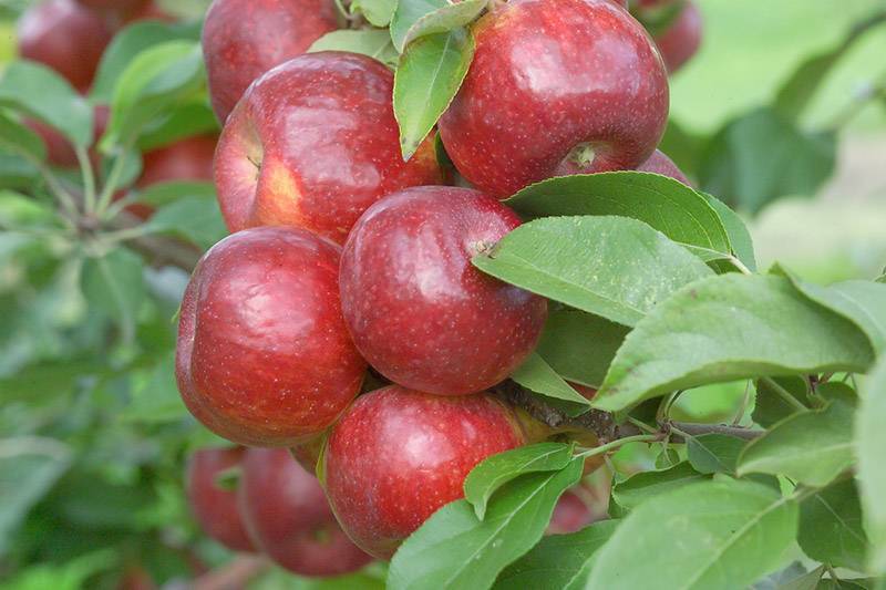 Яблоня минусинское красное: особенности сорта и ухода