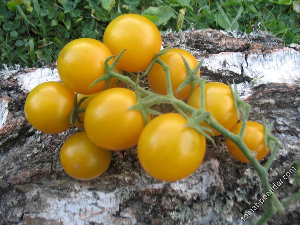 Урожайный сорт с мягкой кожурой и нежной мякотью — томат сан марцано: описание помидоров