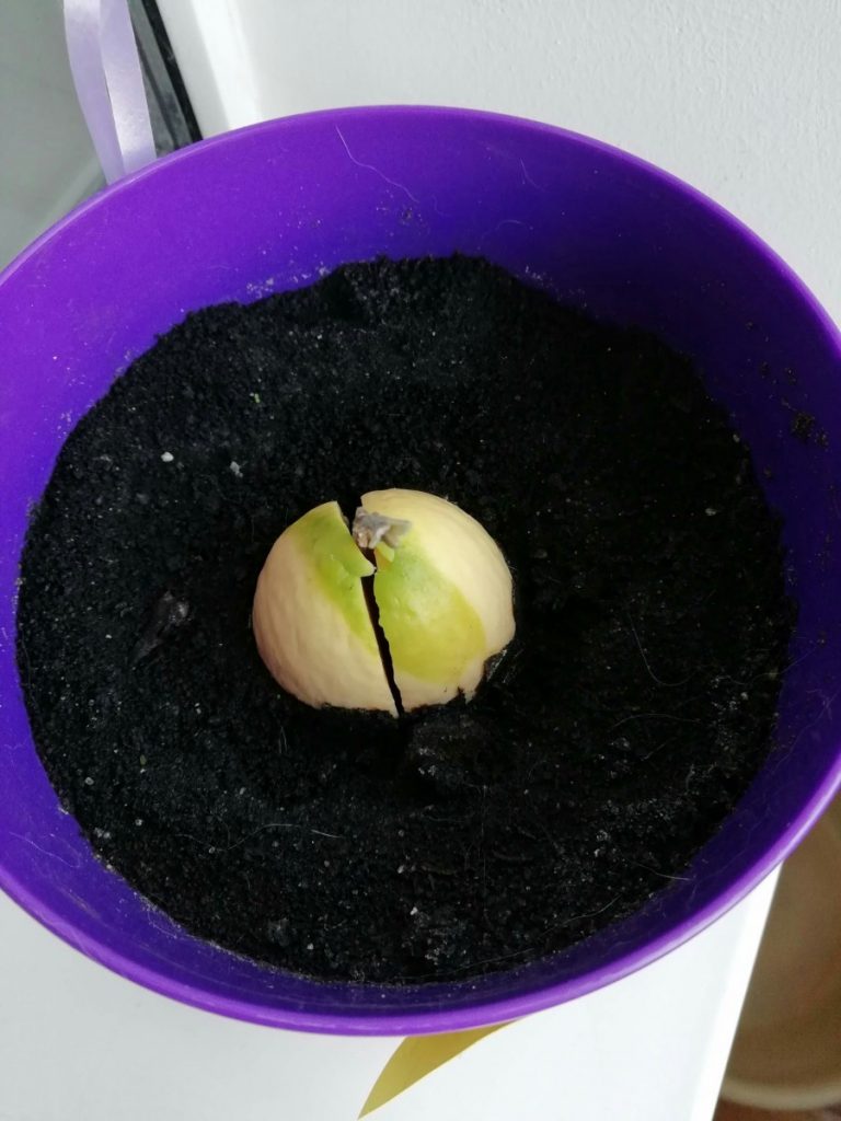 Как вырастить яблоню из семечка в домашних условиях, как посадить саженец дома