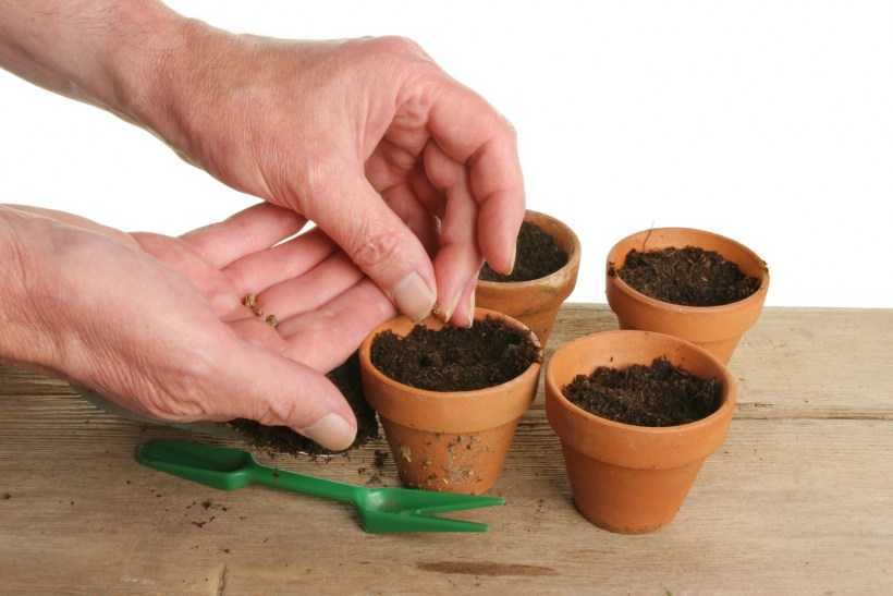 Как вырастить хорошую рассаду баклажанов: правила ухода и выращивания