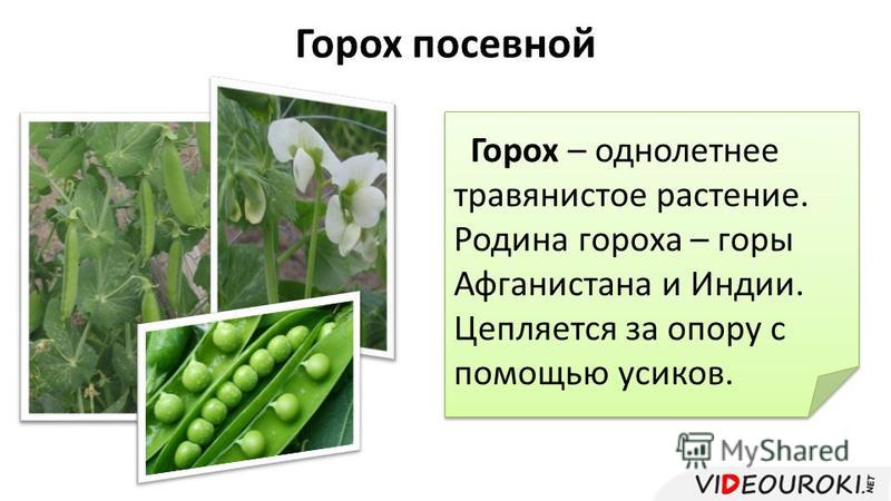Бобовое растение фасоль: фото разновидностей, названия, характеристика и описание сортов, посадка и условия выращивания