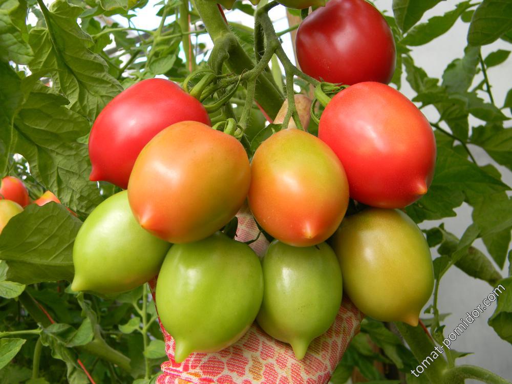 Описание сорта томата сызранская пипочка, выращивание и уход - всё про сады