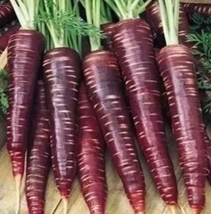 Лучшие сорта моркови для открытого грунта с описанием