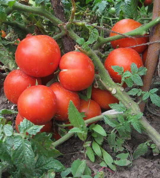 Неприхотливый томат «ямал» вырастет без ваших усилий: характеристика и описание сорта