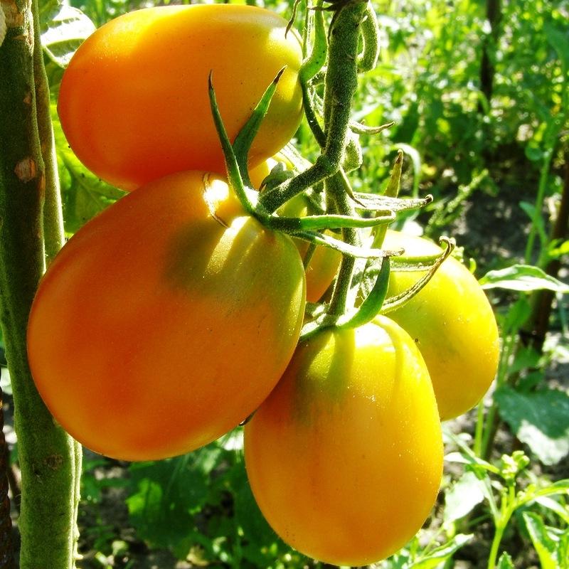Лучшие желтые (оранжевые) сорта томатов: топ-25 с фото, описаниями и характеристиками