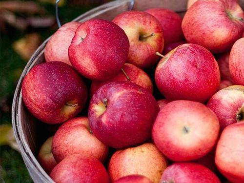 Описание сорта яблони олимпийское: фото яблок, важные характеристики, урожайность с дерева