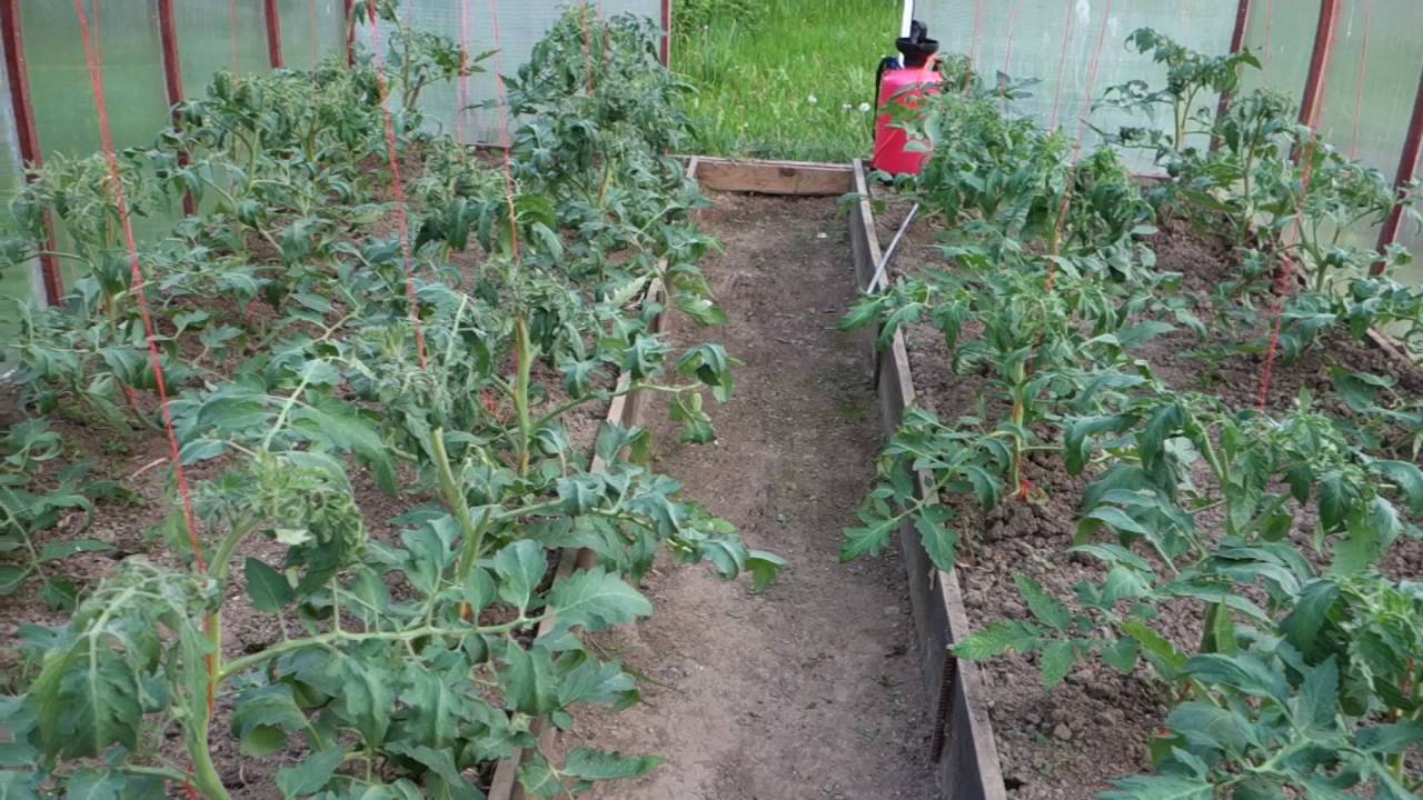 Помидоры в теплице из поликарбоната – выращивание, от посадки до урожая, как за ними ухаживать, видео