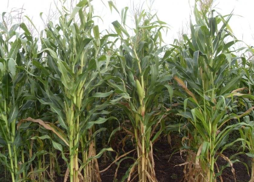 Как происходит выращивание и уборка кукурузы на силос: секреты агротехники от посева до хранения урожая