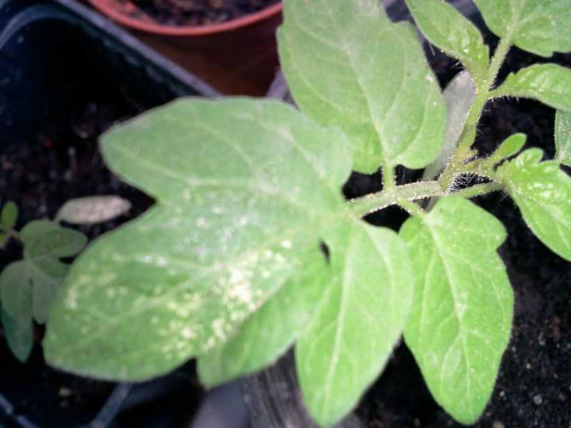 Почему белеют листья на помидорах в теплице, что делать с белыми пятнами