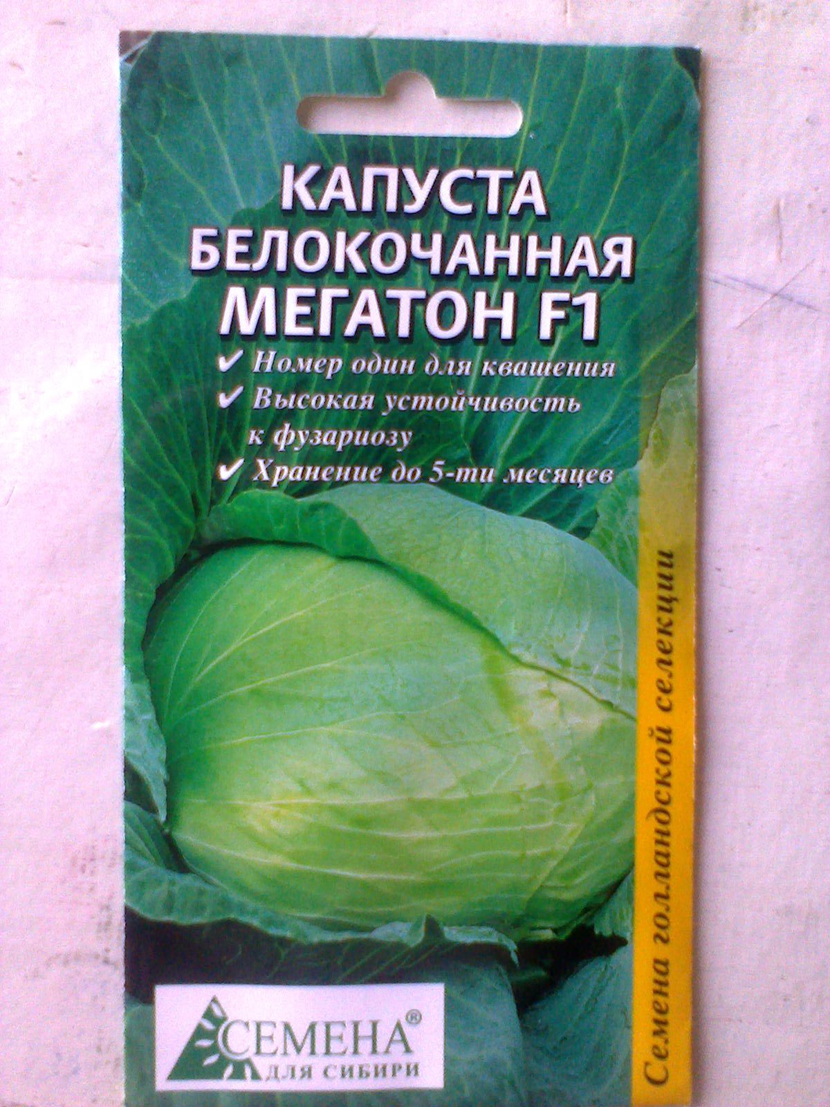 Капуста белокочанная мегатон f1: описание сорта, выращивание рассадным способом, фото