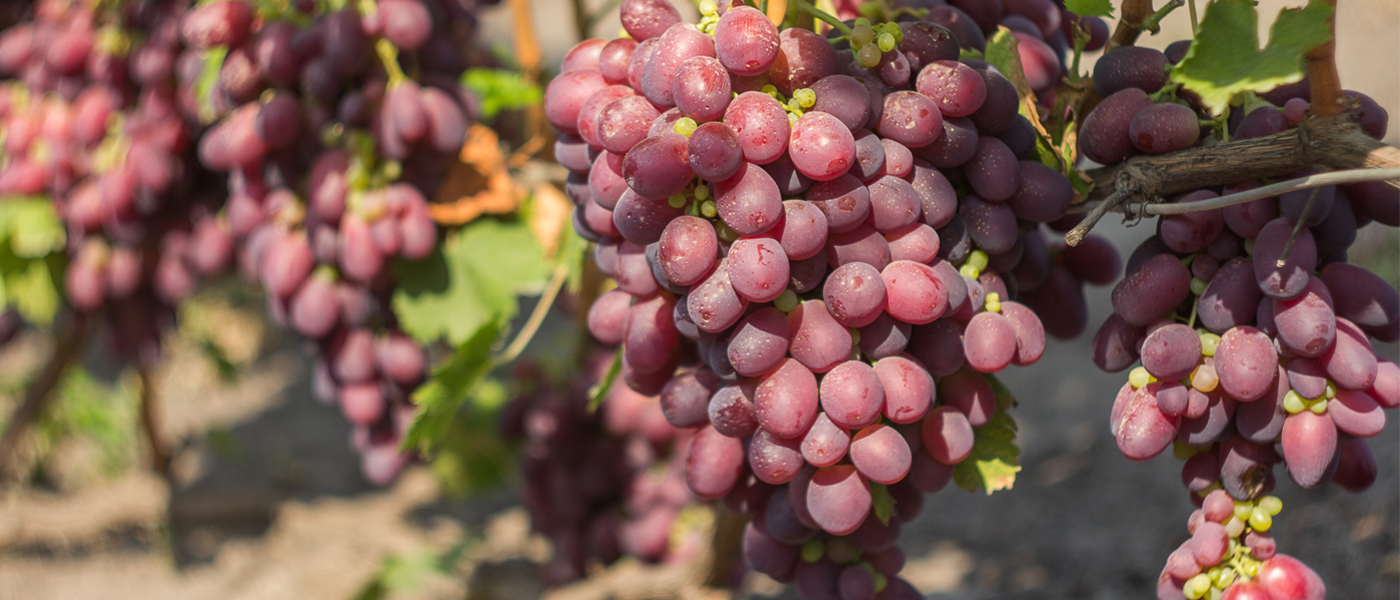 Виноград сенатор: характеристика павловского сорта vitis senator, отзывы, описание ягод, полив, подкормка, обрезка
