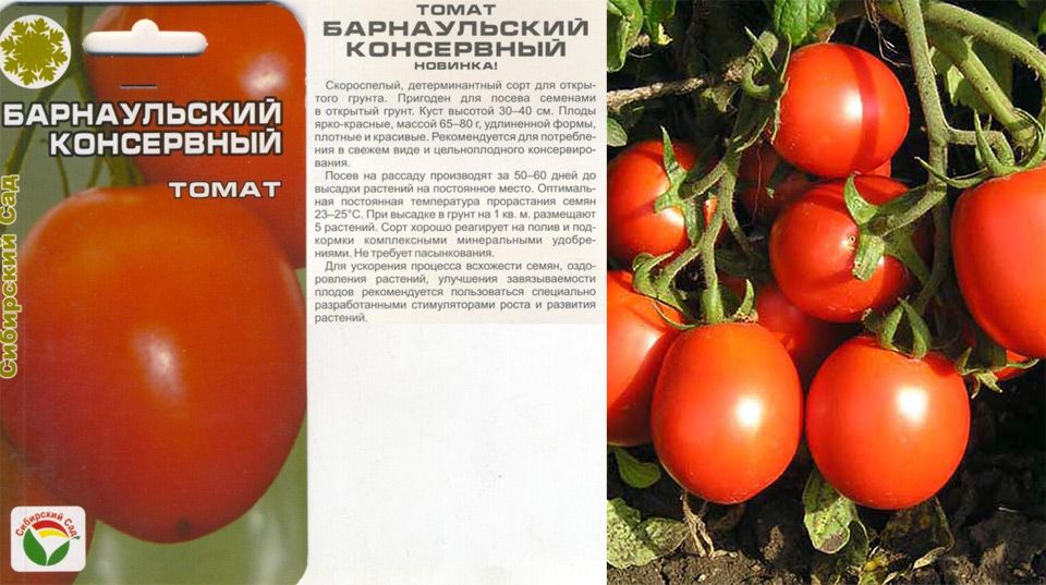 Томат груша черная: описание сорта, отзывы, фото, характеристика | tomatland.ru