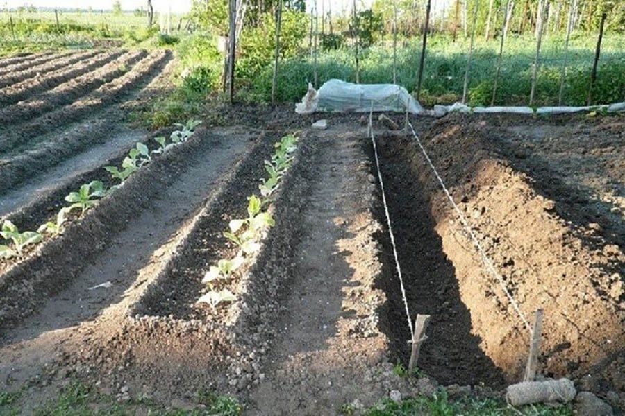 Посадка картофеля по методу митлайдера: метод выращивания, преимущества