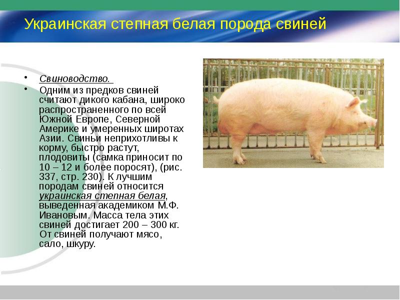 Особенности разведения и кормления свиней породы ландрас