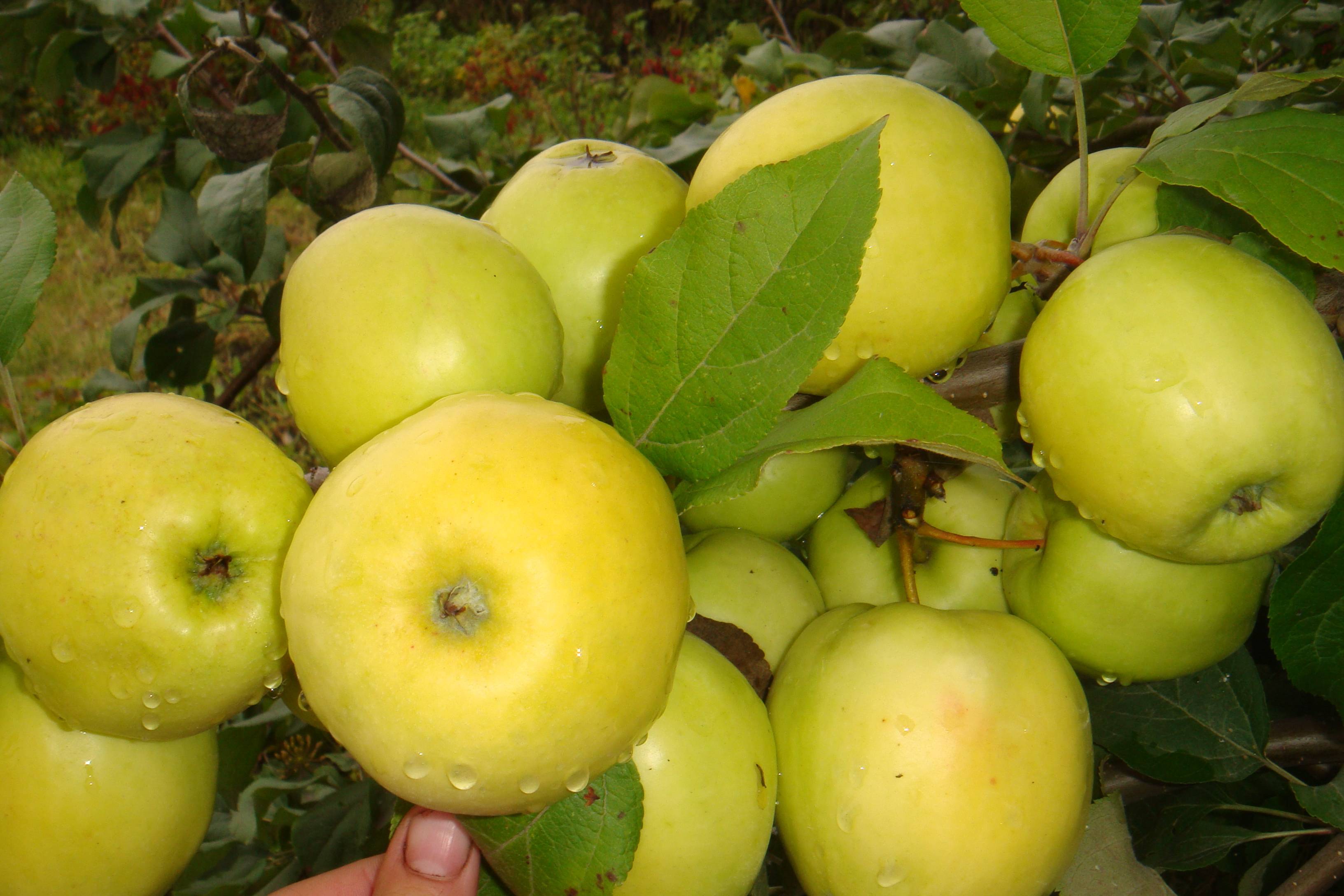 Описание яблок сорта Чудное, посадка и уход за карликовым деревом