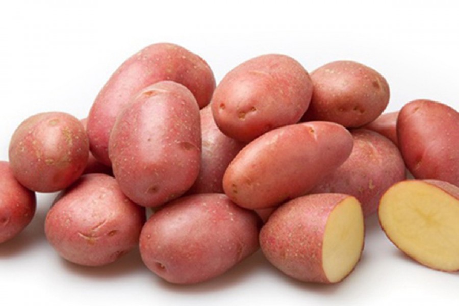 Достоинства картофеля рокко: описание сорта и отзывы