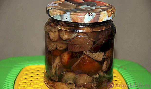Маринованные свинушки: рецепт на зиму с фото, пошаговое приготовление