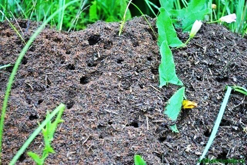 Что делать, если муравьи едят капусту, и какими способами лучше избавиться