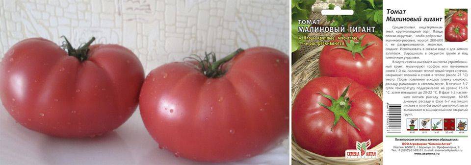 Томат кубышка: характеристика и описание сорта, урожайность с фото